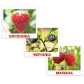 Комплект карточек "Ягоды" 6 месяцев Состав 20 карточек инфо 731n.
