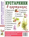 Кустарники в картинках Серия: Знакомство с окружающим миром и развитие речи инфо 1845f.
